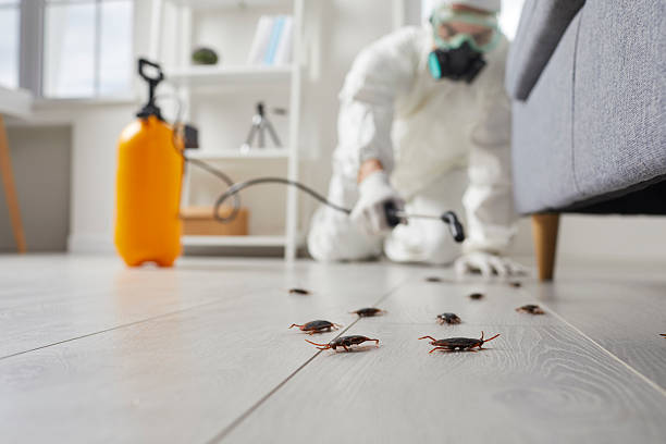 Post-Treatment Bed Bug Interceptor Monitoring in Vineyard